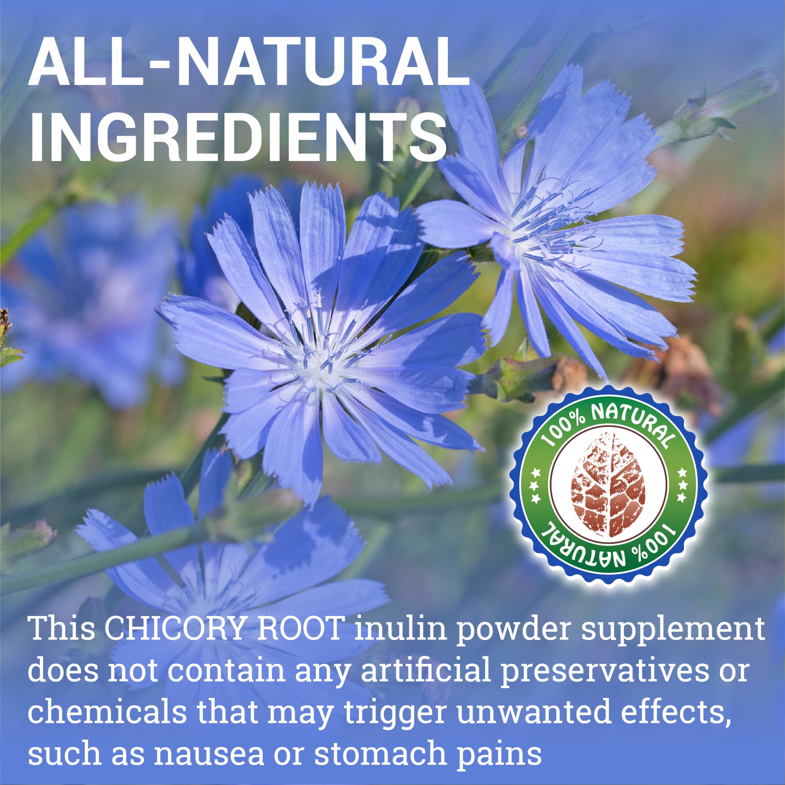 HERBALICIOUS racine chicorée – gelules: capsules faciles à avaler pour confort digestif.