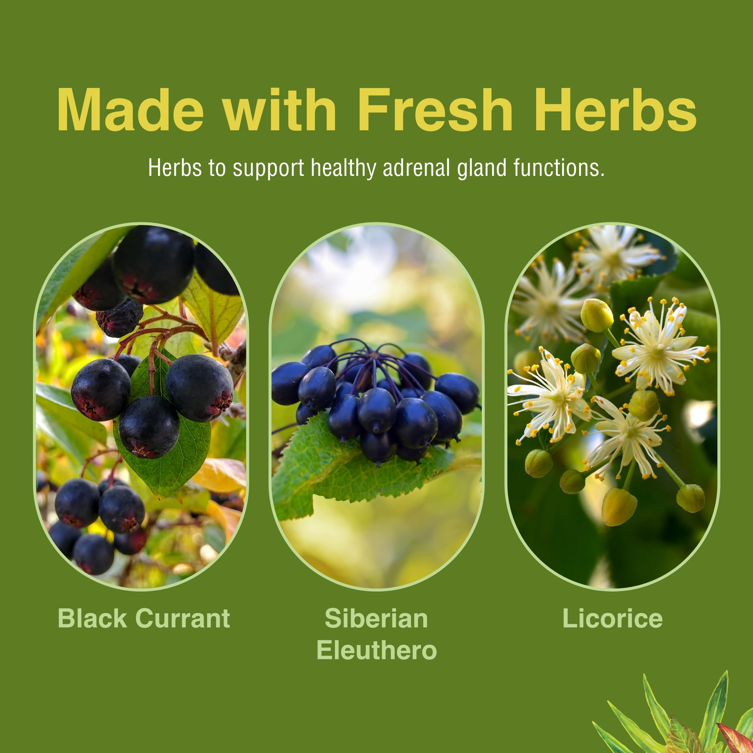 Herbs Etc. Adrenotonic - posologie simple: une capsule deux fois par jour