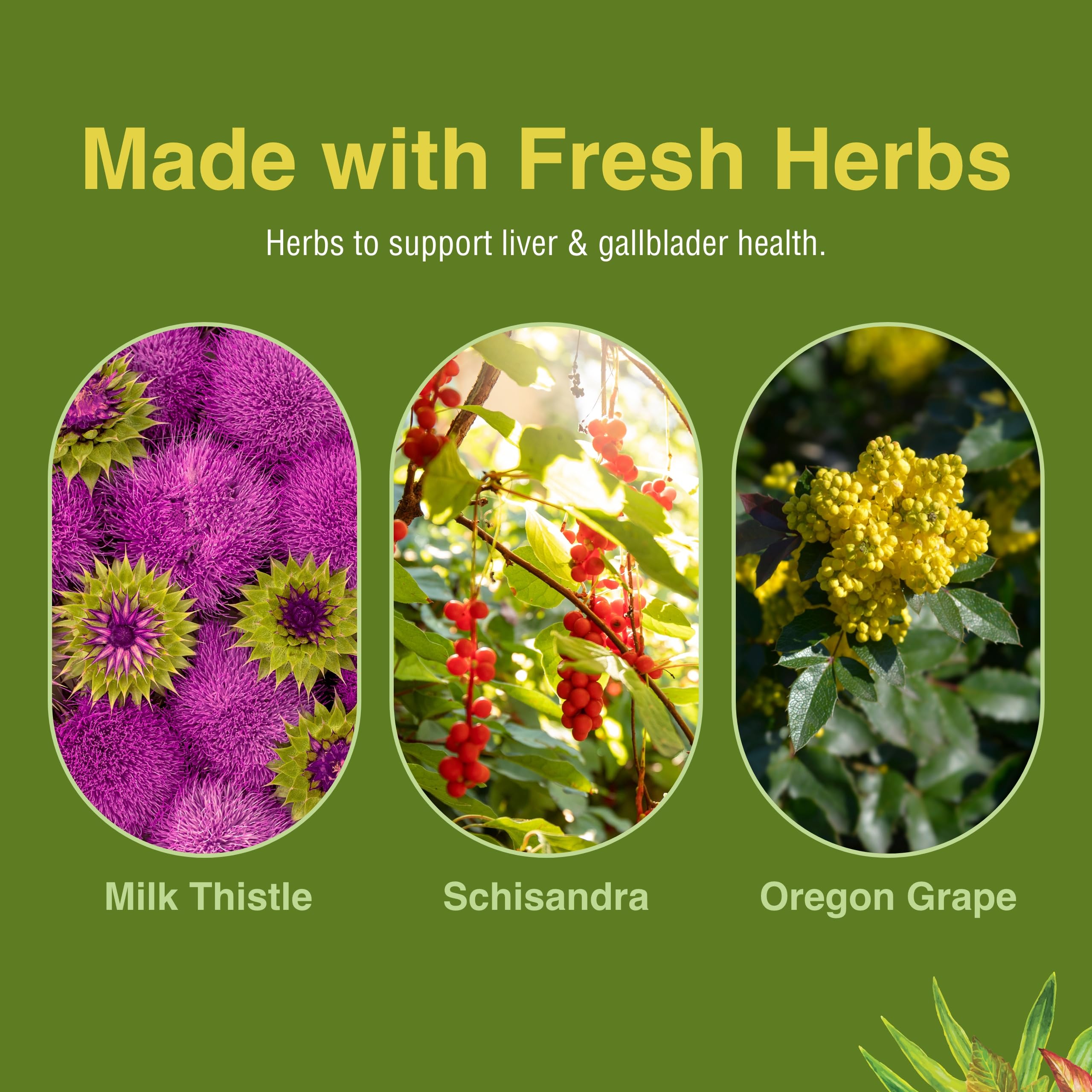 Herbs Etc – prise avec eau pour faciliter l’ingestion des gélules.