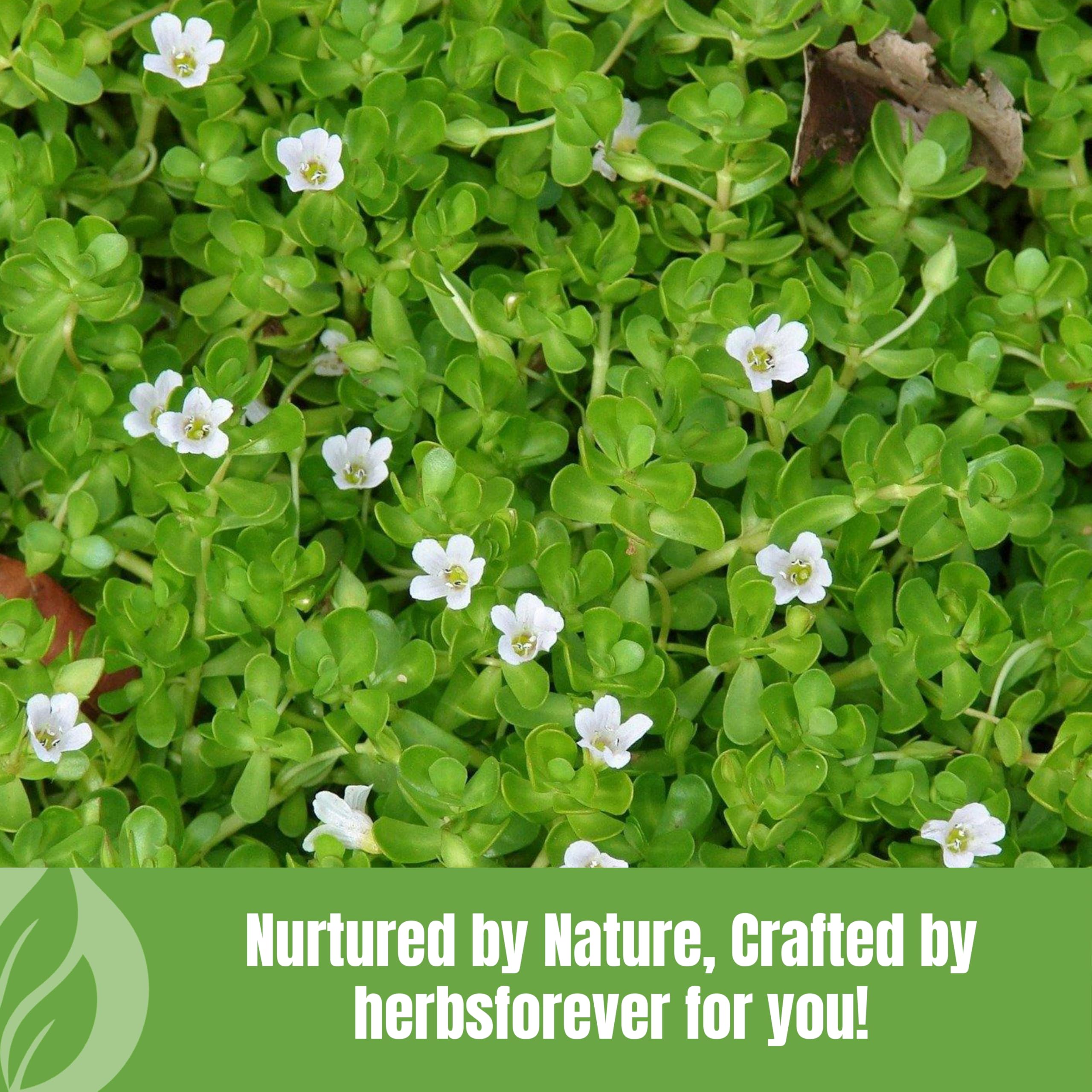 Herbsforever Brahmi poudre stérilisée à la vapeur garantit une pureté.