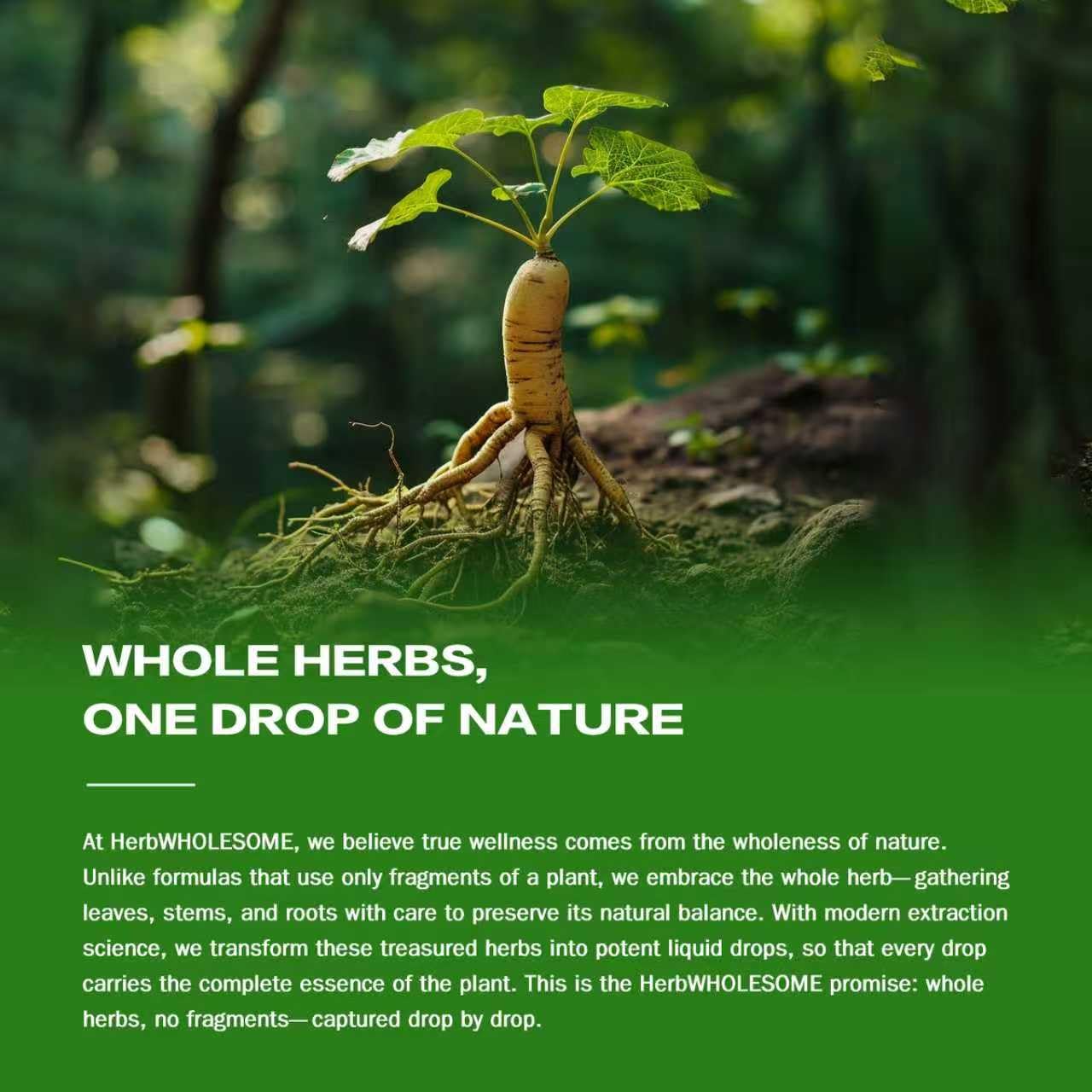 HerbWHOLESOME Ganoderme – extrait en gouttes riche en antioxydants potentiels.