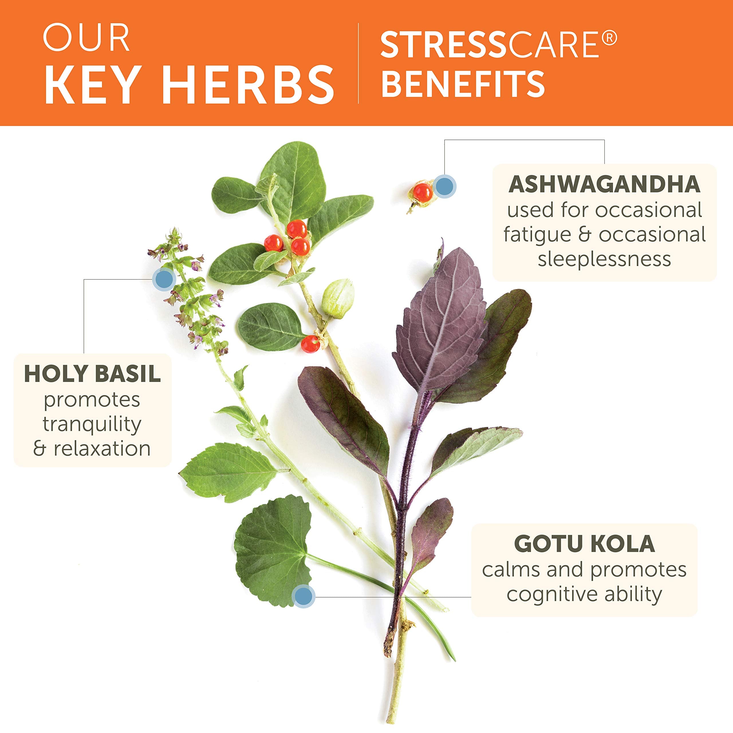 Himalaya StressCare – Capsules, faciles à intégrer dans la routine, soutien subtil à l'énergie.