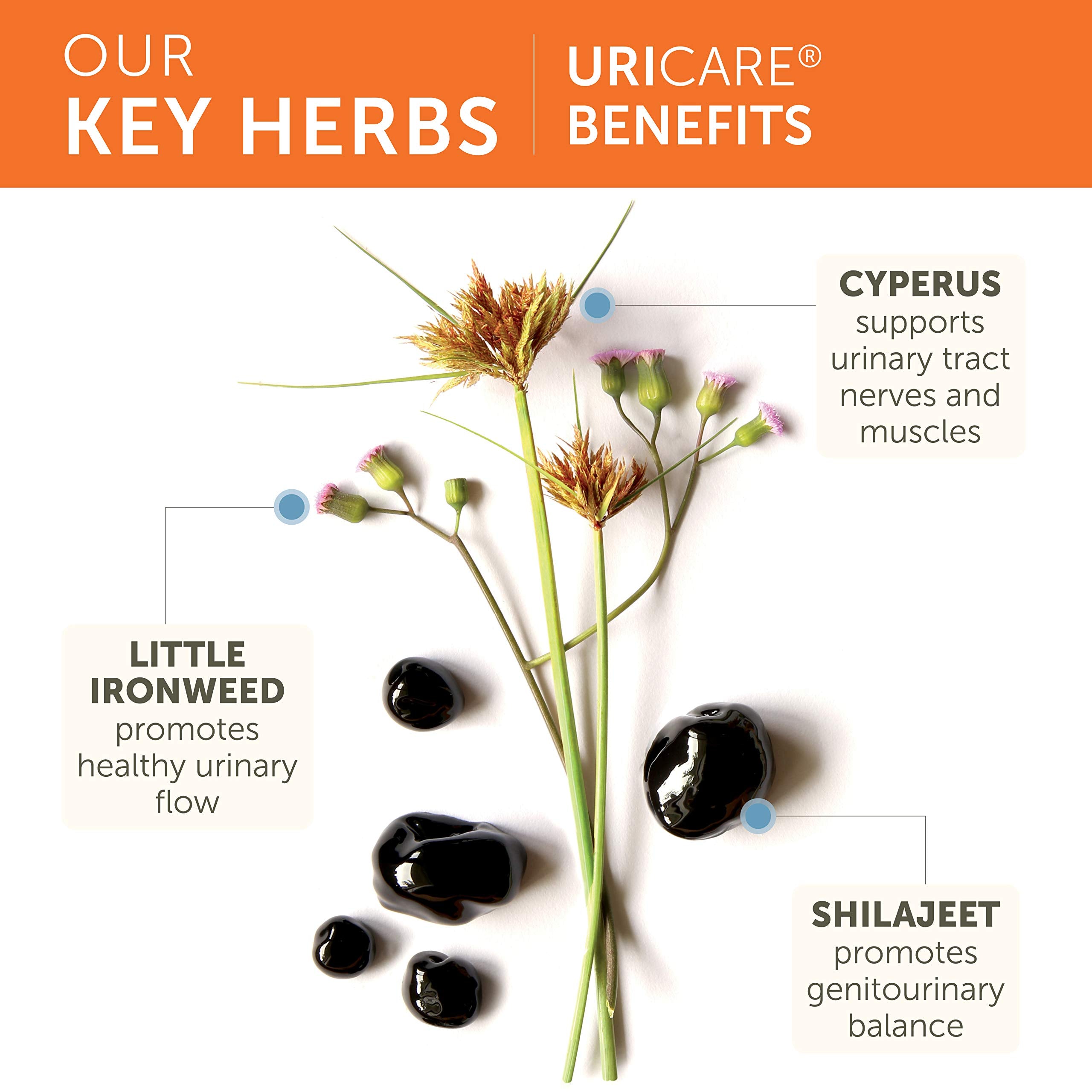 Himalaya UriCare — ingrédients ayurvédiques naturels pour l'équilibre urinaire.