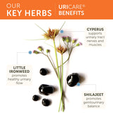 Himalaya UriCare — ingrédients ayurvédiques naturels pour l'équilibre urinaire.