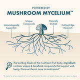 Ingrédient crinière-de-lion dans MycoBenefits Mood pour concentration et équilibre.
