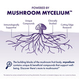 Host Defense MycoBotanicals Brain et Corps poudre, Hericium erinaceus crinière de lion en vue.