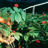 Ginseng américain Hsu's sans conservateurs, adapté à l'infusion et à la cuisine.