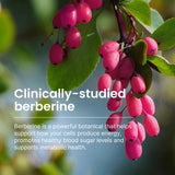 Humann SuperBerine – confort-intestinal: tolérance améliorée.
