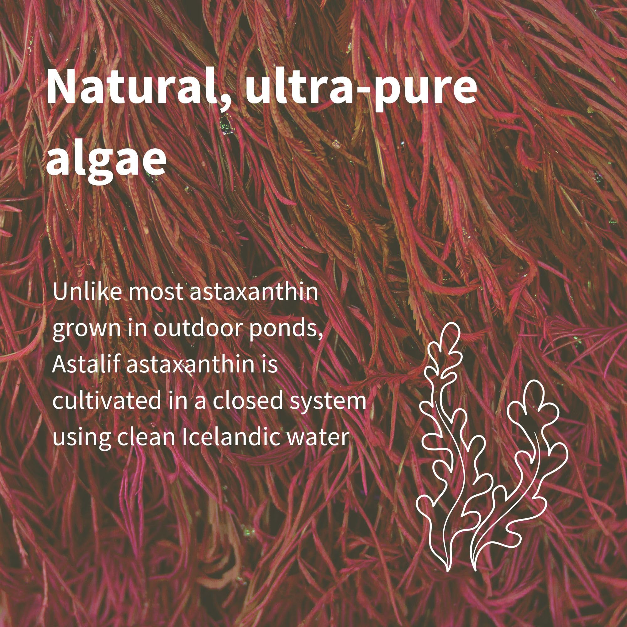 Igennus astaxanthine issue de microalgues pure pour les bienfaits antioxydants.