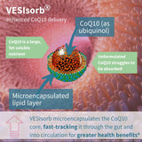 Mains tenant le flacon Igennus VesIsorb ubiquinol, dose quotidienne pratique.