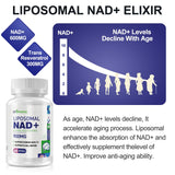 technologie liposomale de inGreens: meilleure biodisponibilité du NAD+