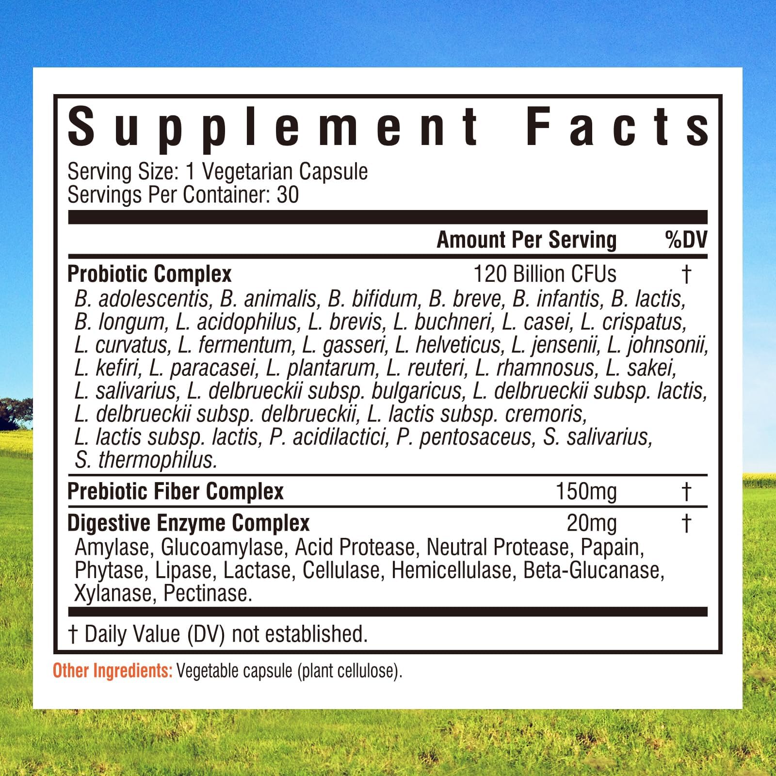 Innate Vitality Probiotiques capsules alignées, faciles à prendre le matin.