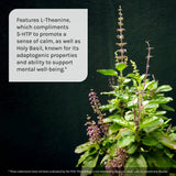 Ingrédients L-Theanine et Holy Basil présents dans la formule Irwin Naturals, soutien détente.