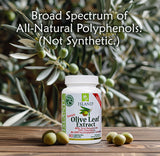 Fermes olivier familiales Espagne: olives cultivées avec soin pour Island Nutrition.