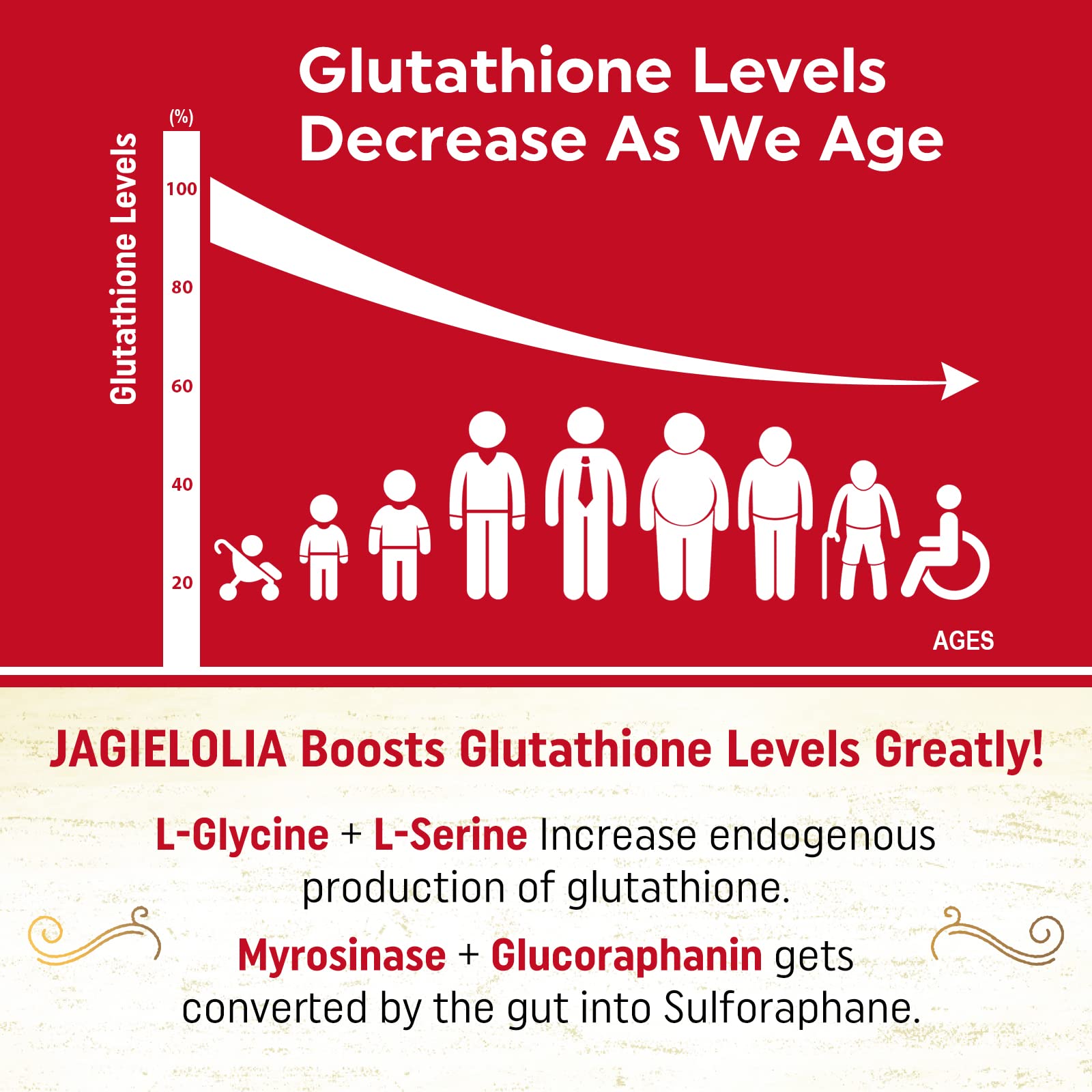 Précurseurs L-Serine et L-Glycine soutiennent la synthèse naturelle du glutathion.