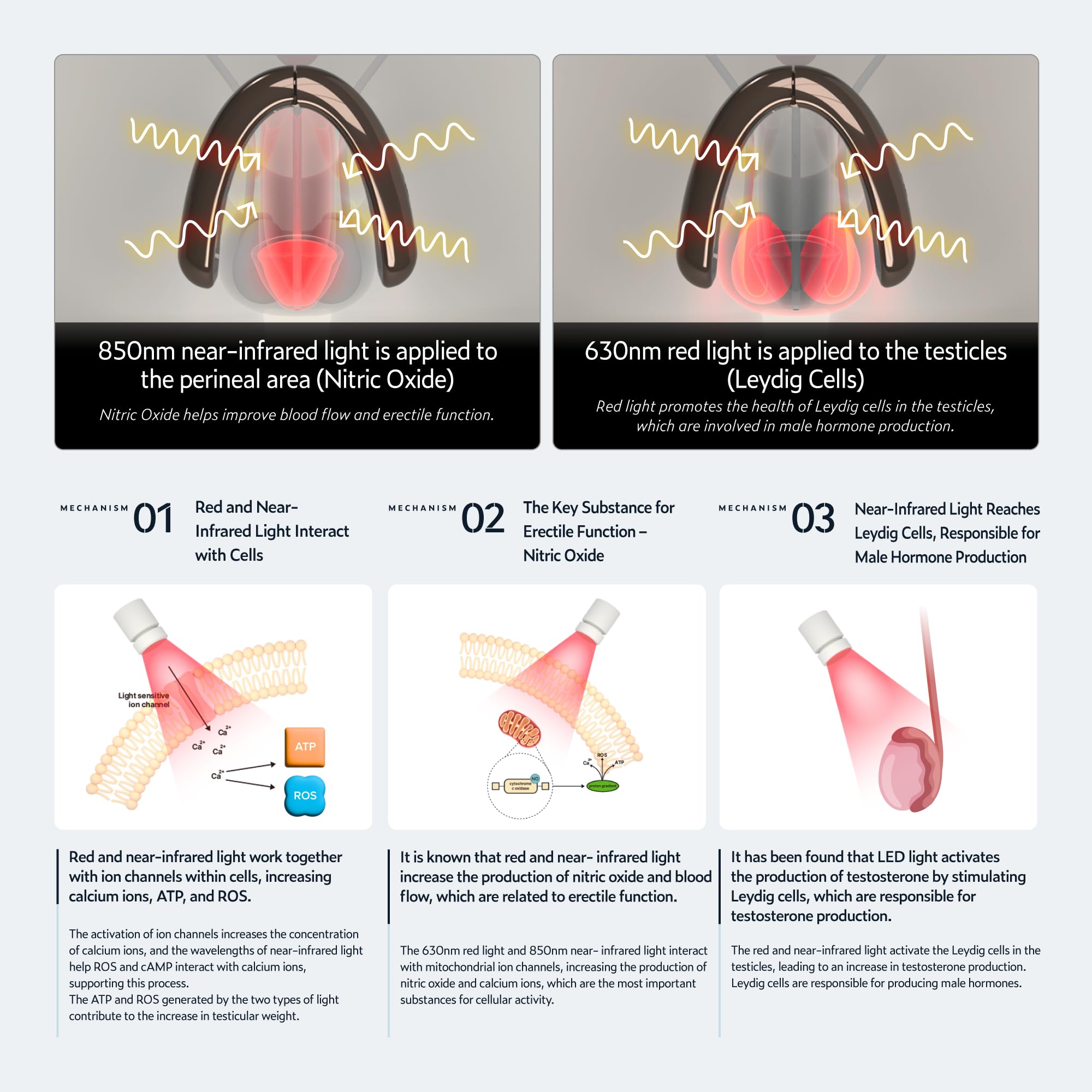 KAISAR lumière infrarouge 850 nm, application sur les testicules.