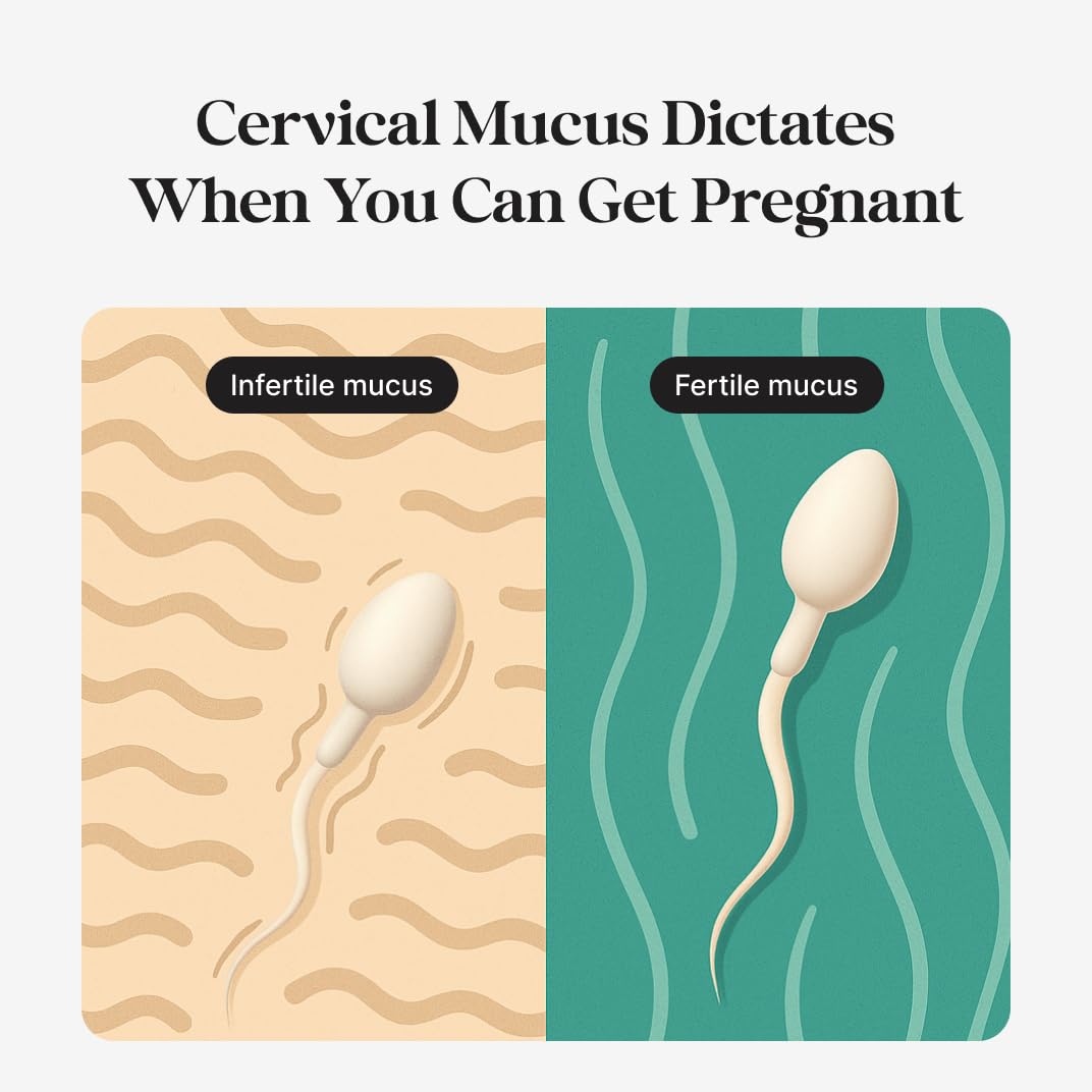 kegg fluide cervical visualisation: indicateur clé pour comprendre votre fertilite au quotidien.