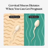 kegg fluide cervical visualisation: indicateur clé pour comprendre votre fertilite au quotidien.