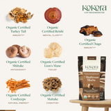 Kokora shiitake-chaga-cacao, douceur chocolatée pour soutien digestion et immunité naturelle