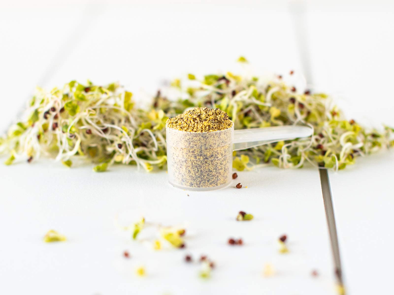KOYAH Poudre de pousses de brocoli infusion facile en boissons