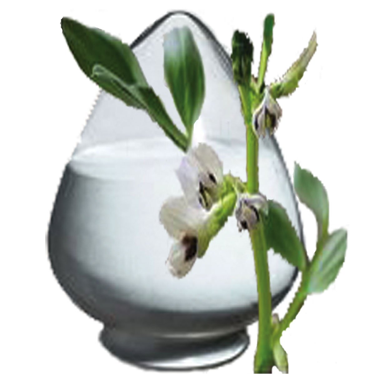 ldopa Poudre: arôme naturel pour le soutien potentiel d'energie et d'humeur.