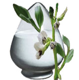 ldopa Poudre: arôme naturel pour le soutien potentiel d'energie et d'humeur.
