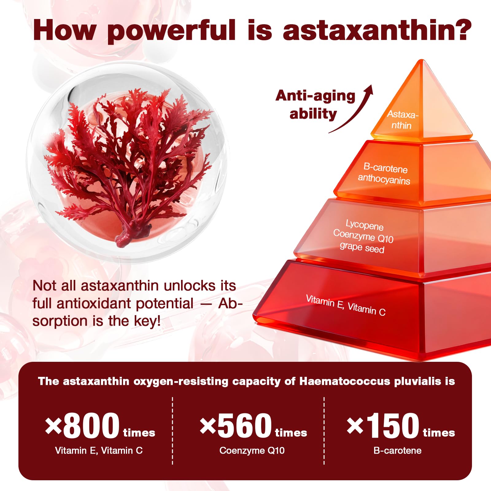 letollhold astaxanthine — peau éclatante et teint homogène.