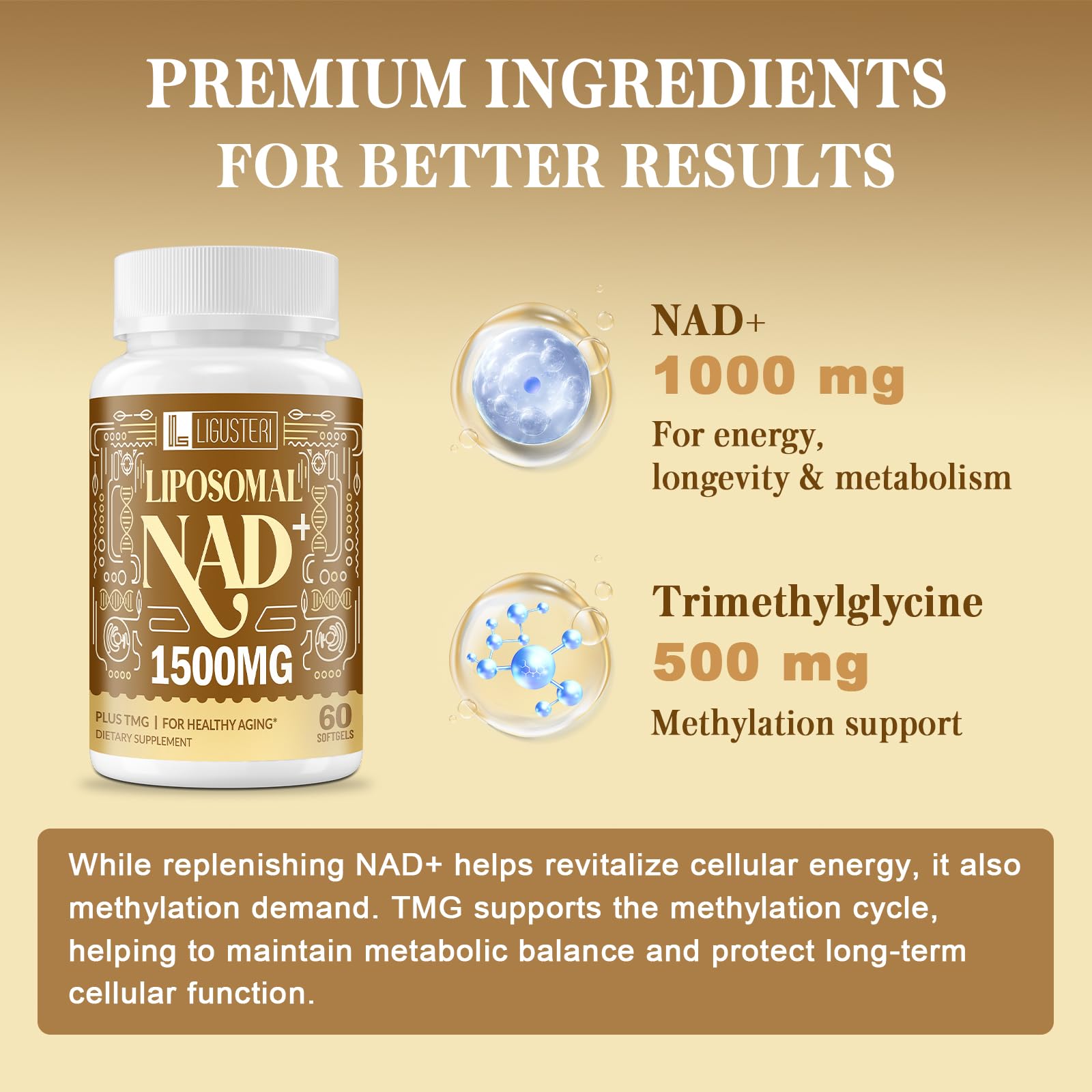 Capsules liposomales Ligusteri NAD+, déglutition facilitée et prise quotidienne
