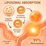 Étiquette lisible Ligusteri NAD+ liposomal, qualité et dosage recommandé affichés