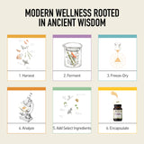 Dosage simple de deux capsules par jour Living Alchemy