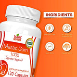 Logic Nutra Premium Mastic Capsules – résine Pistacia Lentiscus, source naturelle.