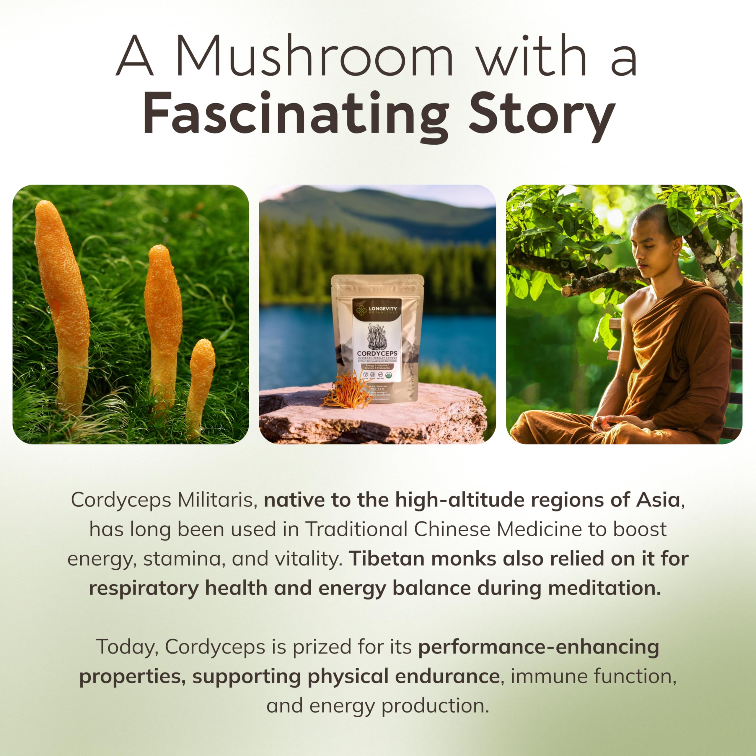 Analyses labo Cordyceps Longevity Botanicals beta-glucanes certifiés.