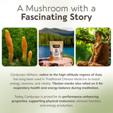 Analyses labo Cordyceps Longevity Botanicals beta-glucanes certifiés.