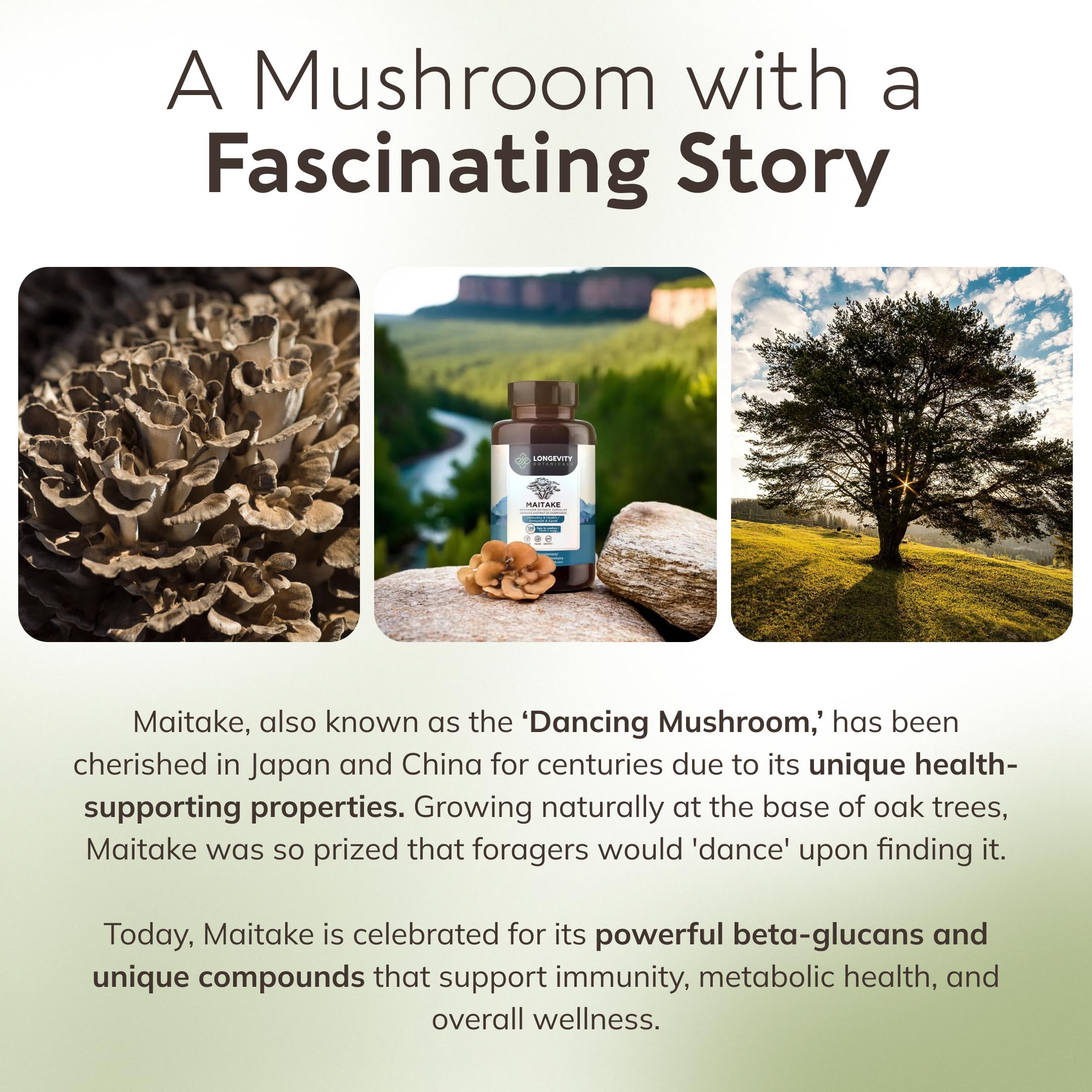 Longevity Botanicals Maitake: sans gluten ni additifs, capsules véganes.