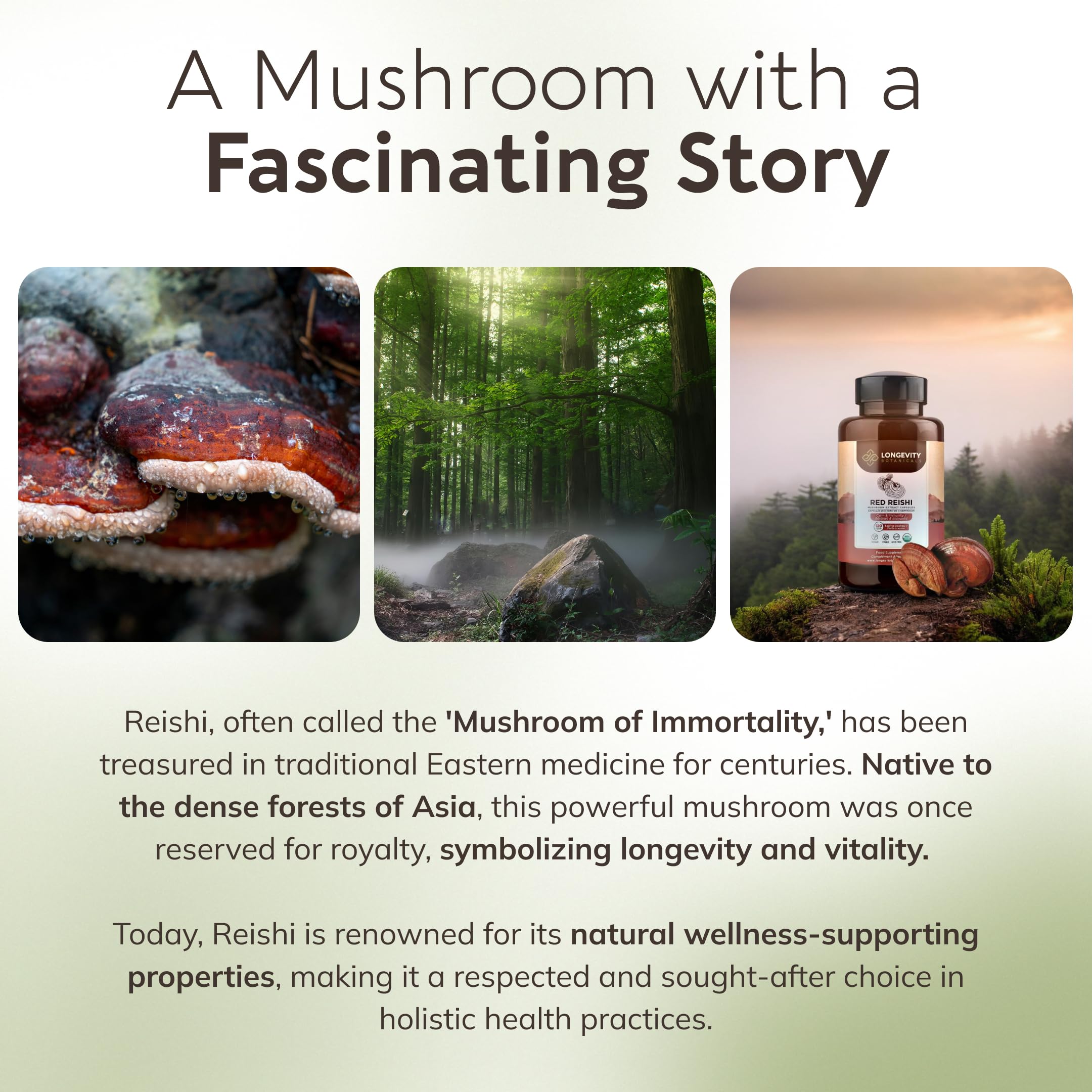 Boîte Longevity Reishi: emballage biologique sans additifs synthétiques.