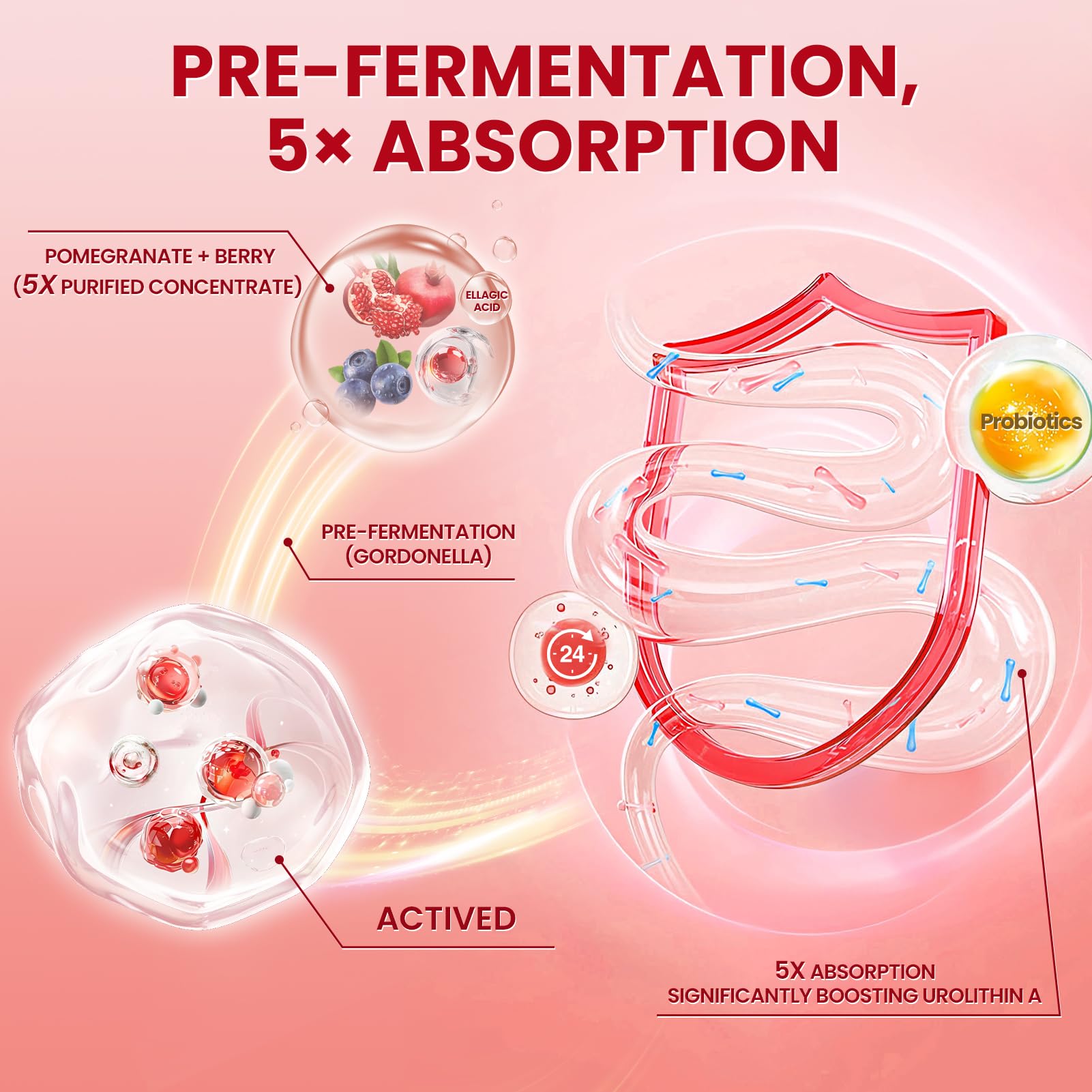 Lukaree Urolithin A+ Plus — Pré-fermentation illustrée pour une meilleure absorption potentielle.