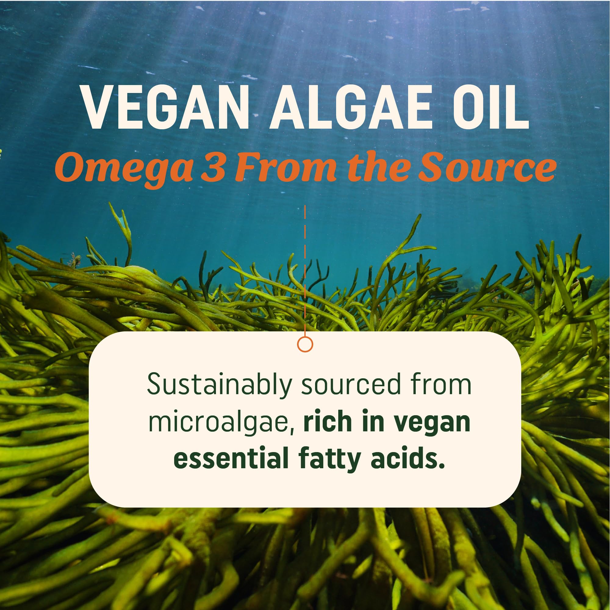 MAV NUTRITION gélules omega algue — apport quotidien DHA EPA facile à avaler.