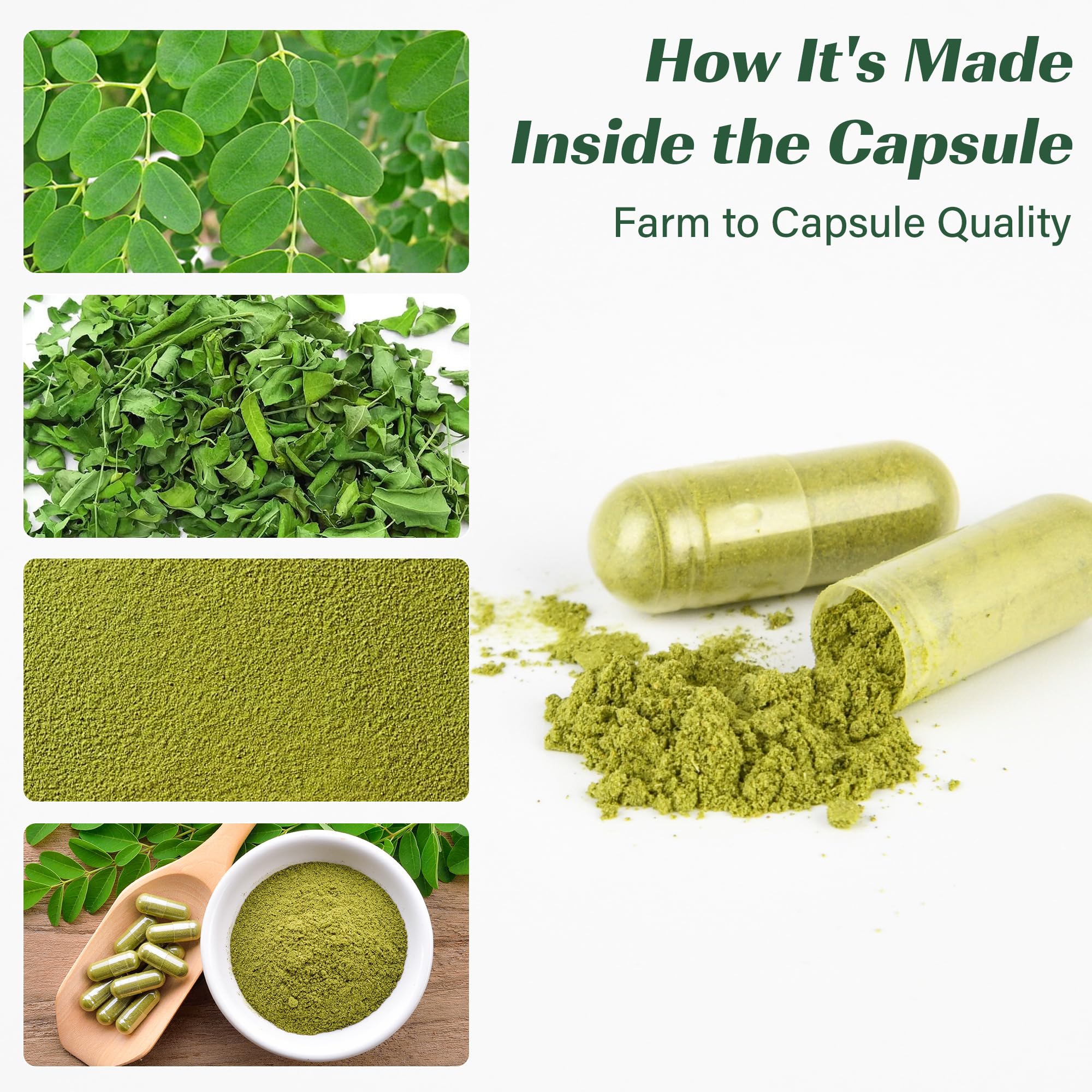 MEDI BOTIC champs moringa, feuilles cultivées pour qualité et fraîcheur.