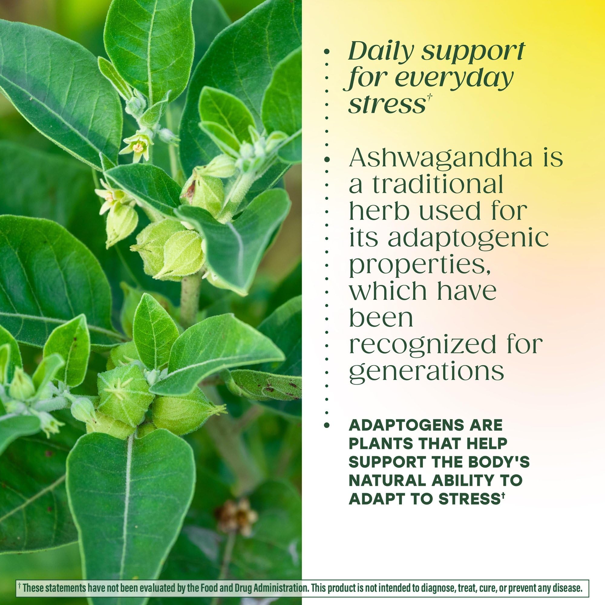 MegaFood Adrenal Strength: basilic sacré et reishi visibles pour une synergie naturelle.