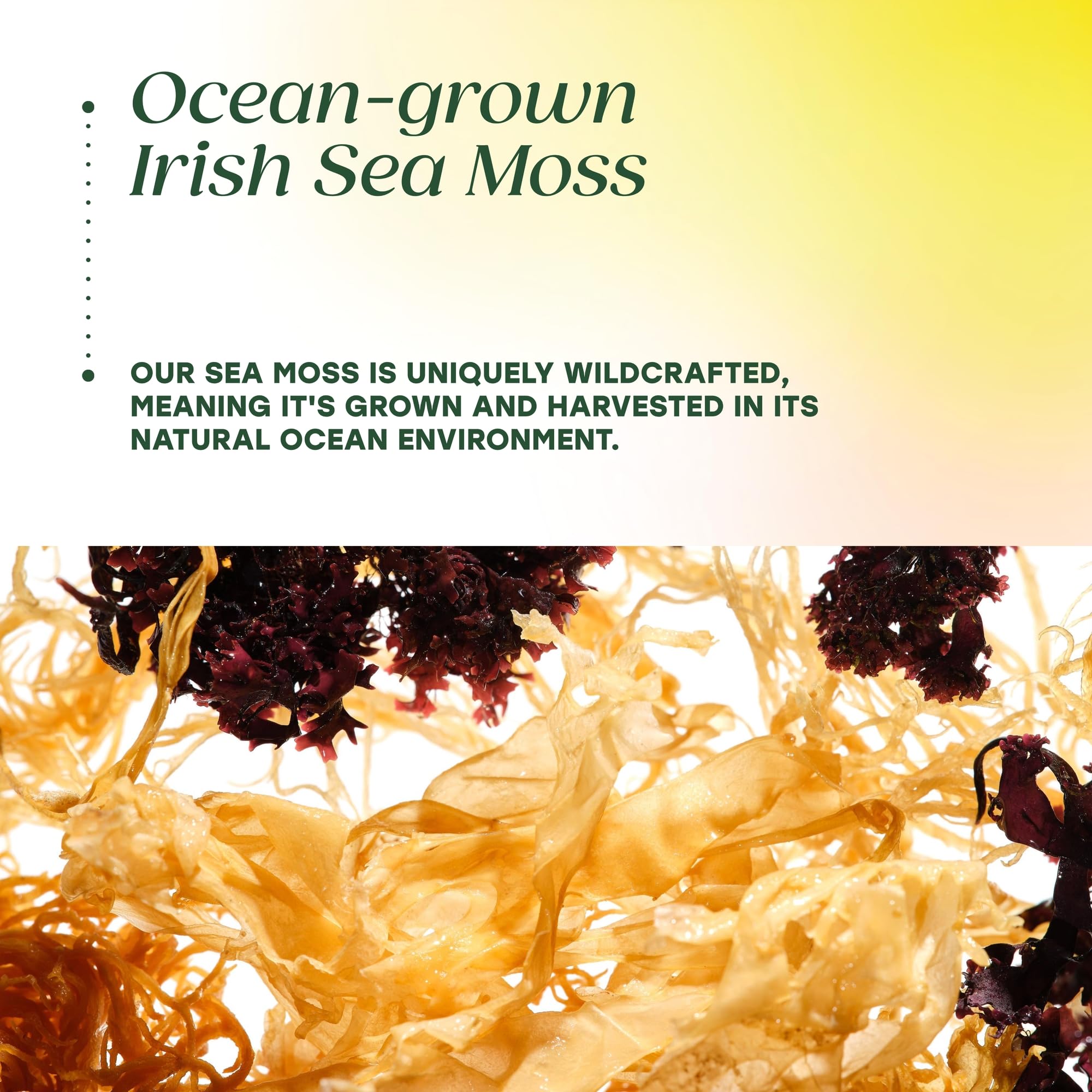MegaFood Algues de Mer Irlandaises Complexe – bardane pour le soutien digestif.