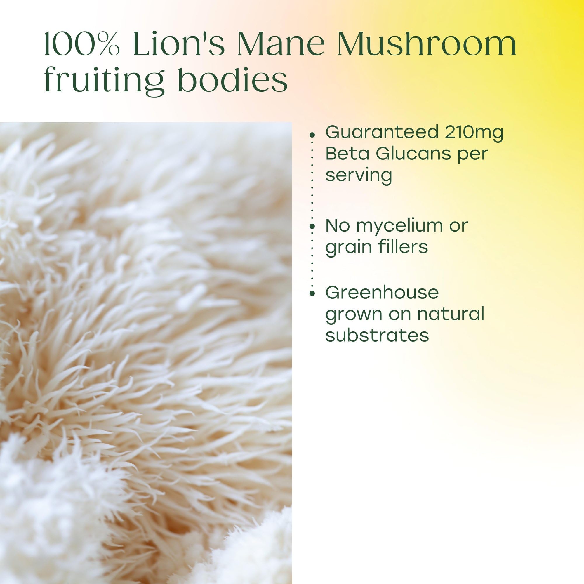MegaFood culture sous serre, crinière de lion cultivée selon des normes élevées.