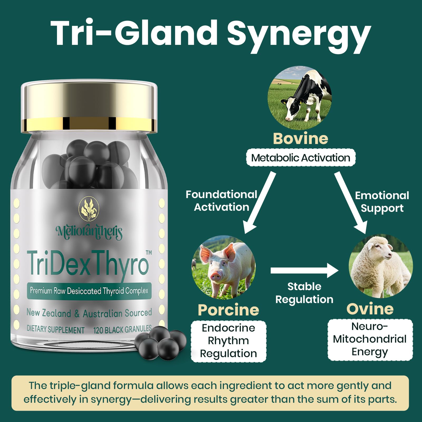 Utilisation quotidienne Meliorantheris TriDexThyro, format pratique pour une vie active.