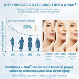 MITIVA Urolithin A dynamique quotidienne et activité physique bénéfiques.