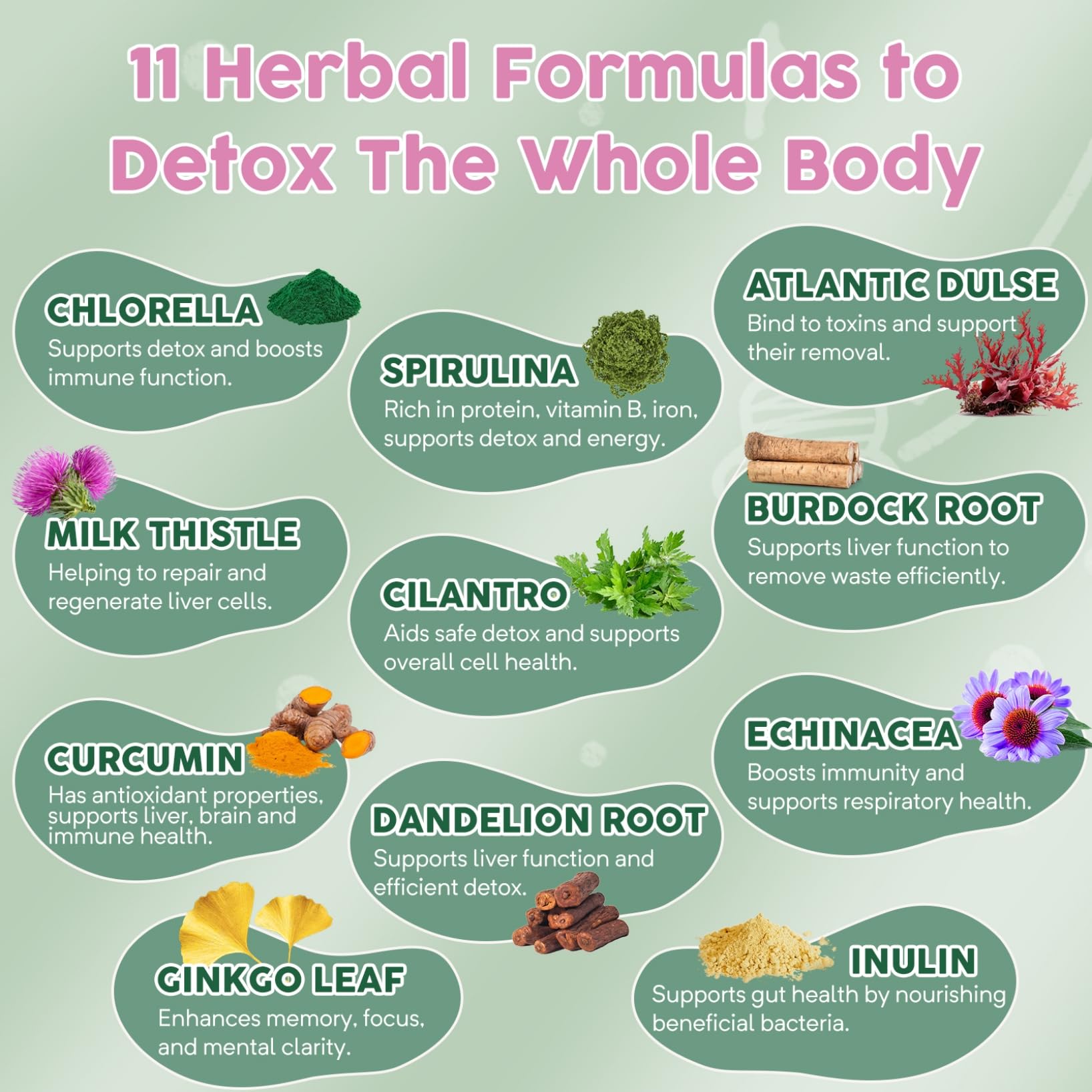 Probiotiques intégrés et fibres prébiotiques dans Molorik Pure Zeolite Detox.
