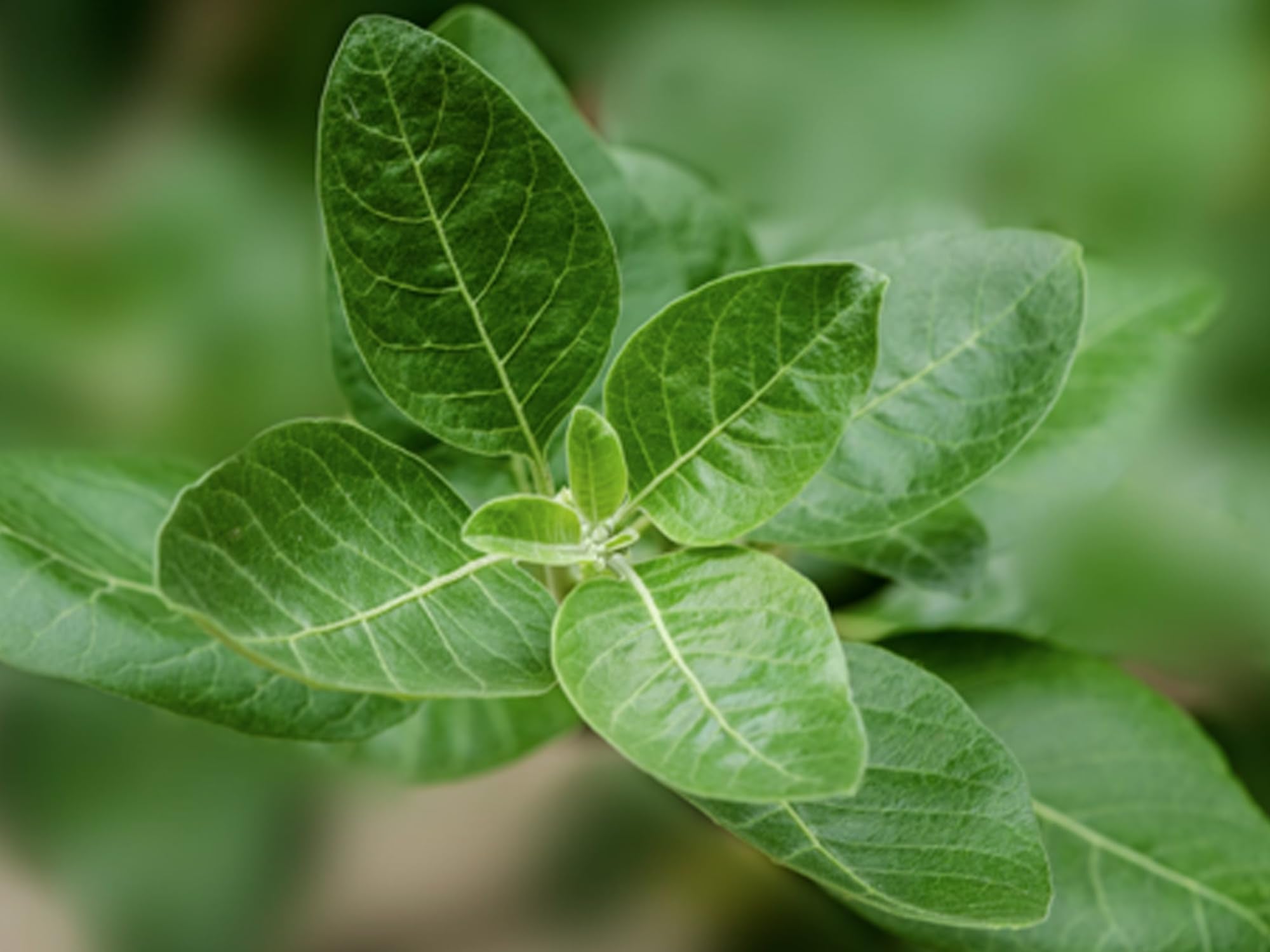 Momentous Ashwagandha est montré en routine d étude, suggérant une concentration prolongée.
