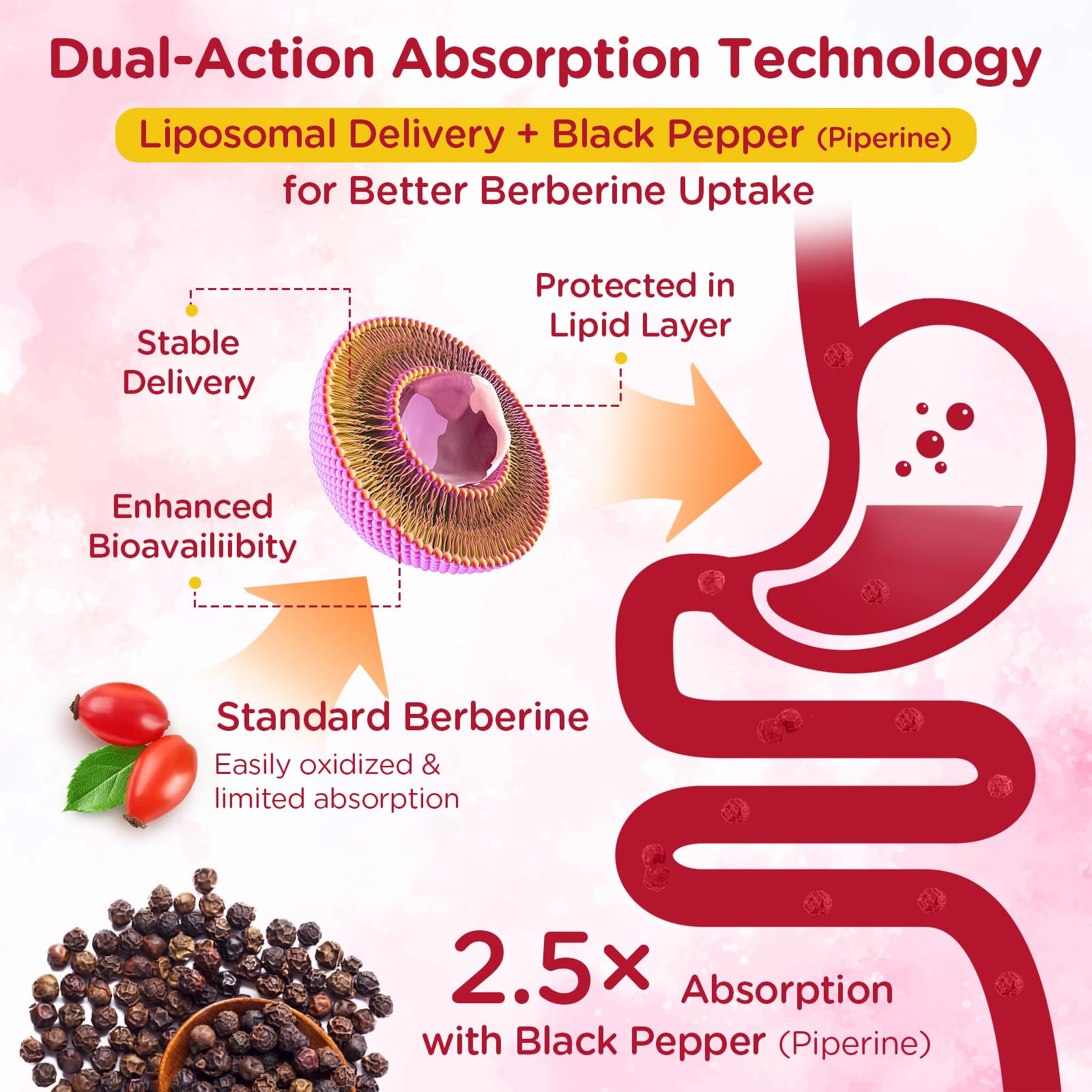 Absorption liposomale améliorée pour une meilleure biodisponibilité.