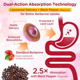 Absorption liposomale améliorée pour une meilleure biodisponibilité.