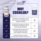 Cognilux mise en scène cerveau et stimulation lors de tâches exigeantes.