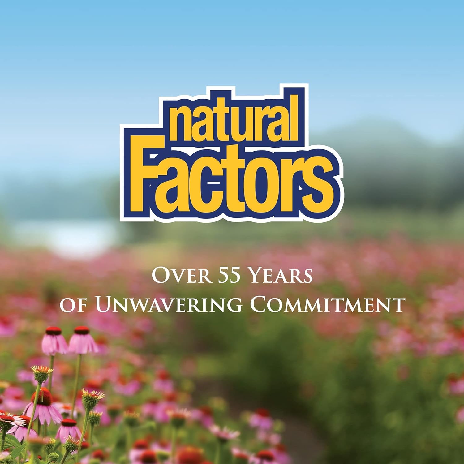 Natural Factors Bromélaïne – Capsule versée dans une cuillère, utilisation quotidienne pratique.