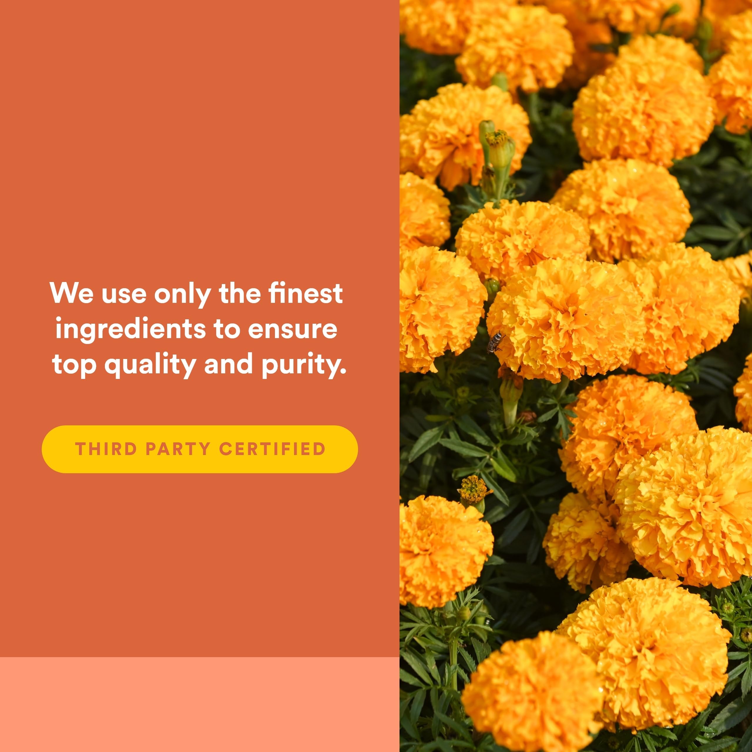 Natural Factors Lutein ingrédients: lutéine et zéaxanthine en synergie.